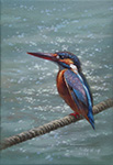 kingfisher painted by Lai Ying-Tse ӦZ ^A ø