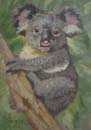 koala