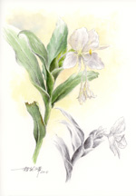 Ginger Lily_野薑花_賴英澤 繪_水彩速繪_watercolor sketch_painted by Lai Ying-Tse