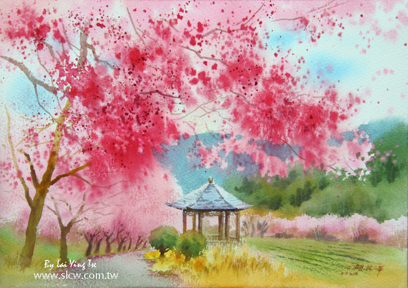 武陵茶園春櫻 Wuling Tea Plantation with Sakura Blossoms