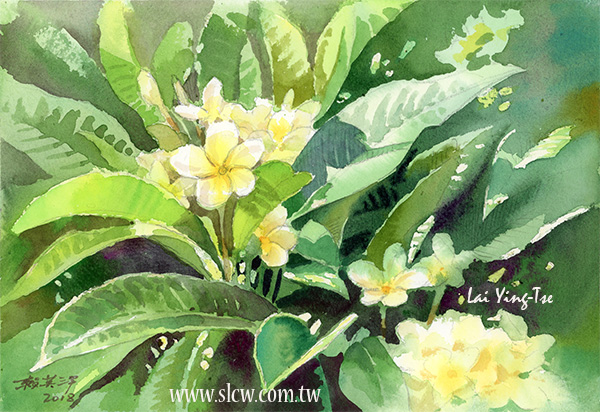 緬梔花雞蛋花Plumeria watercolor patinting painted by Lai Ying-Tse