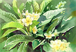 緬梔花雞蛋花Plumeira watercolor painting painted by Lai Ying-Tse
